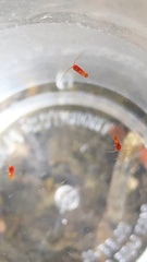 Copepoda