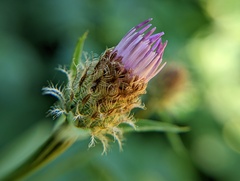 Centaurea