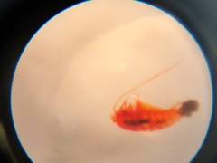 Copepoda