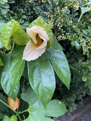 Momordica cochinchinensis