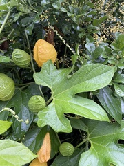 Momordica cochinchinensis