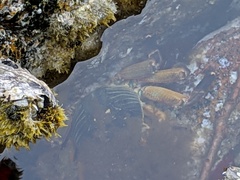 Leptograpsus variegatus