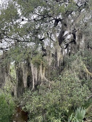Tillandsia usneoides