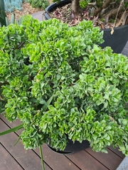 Crassula arborescens undulatifolia