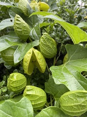 Momordica cochinchinensis