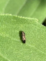 Paragrilus rugatulus