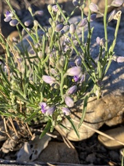 Polygalaceae