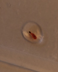 Copepoda