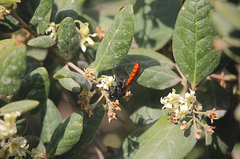 Elaphroptera scoliaeformis