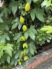 Momordica cochinchinensis