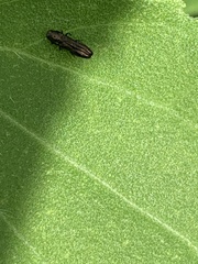 Paragrilus rugatulus