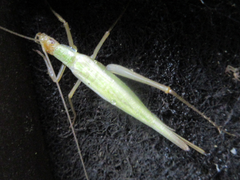 Oecanthus longicauda