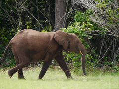 Loxodonta cyclotis