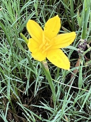 Zephyranthes pulchella