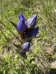 Gentiana affinis