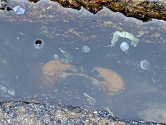 Leptograpsus variegatus