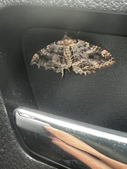 Rheumaptera meadii