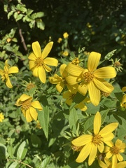 Helianthus decapetalus