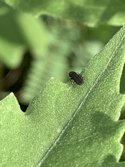 Paragrilus rugatulus