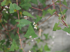 Persicaria senticosa