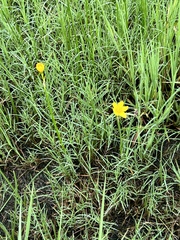 Zephyranthes pulchella