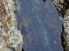Leptograpsus variegatus