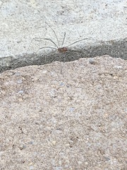 Sclerosomatidae