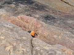 Leptograpsus variegatus