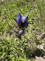 Gentiana affinis