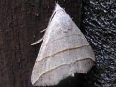 Colobochyla salicalis