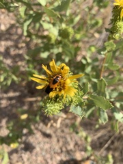 Chauliognathus basalis