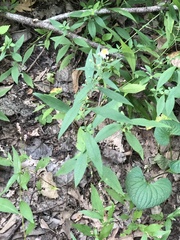 Symphyotrichum ontarionis