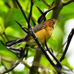 Ramphocaenus melanurus