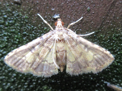 Spilomelinae
