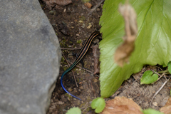 Plestiodon finitimus