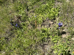 Gentiana affinis