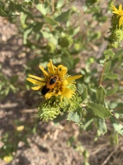 Chauliognathus basalis