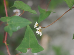 Persicaria senticosa