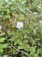 Spiraea stevenii