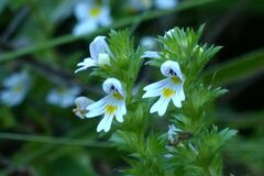 Euphrasia stricta