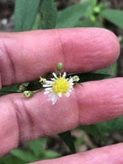 Symphyotrichum ontarionis