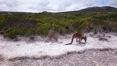 Macropus fuliginosus