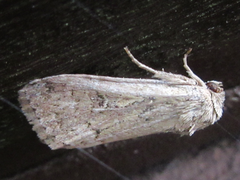 Spodoptera depravata
