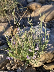 Polygalaceae