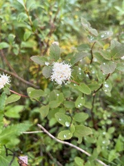Spiraea stevenii