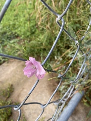 Convolvulus