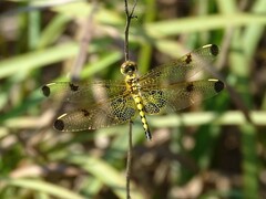 Celithemis elisa