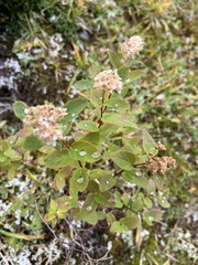 Spiraea stevenii