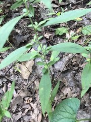 Symphyotrichum ontarionis