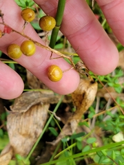 Maianthemum trifolium